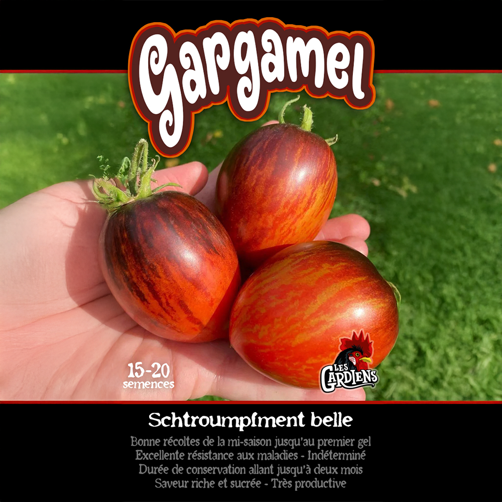 Gargamel tomato (<em>Solanum lycopersicum</em> ‘Gargamel’)