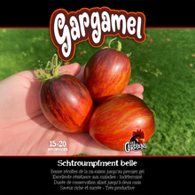 Gargamel tomato (<em>Solanum lycopersicum</em> ‘Gargamel’)