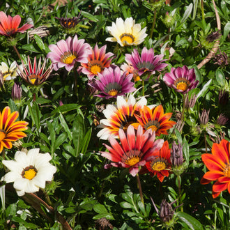 Des fleurs blanches, roses, orange et jaunes s’ouvrent au-dessus d’un feuillage vert sombre. Leurs pétales allongés portent parfois de larges bandes colorées qui rayonnent autour de centres jaunes ou bruns. Quelques fleurs restent inclinées et plusieurs boutons pointus apparaissent entre les corolles. Les feuilles étroites se superposent dans le fond, autour de cette présentation fleurie serrée.