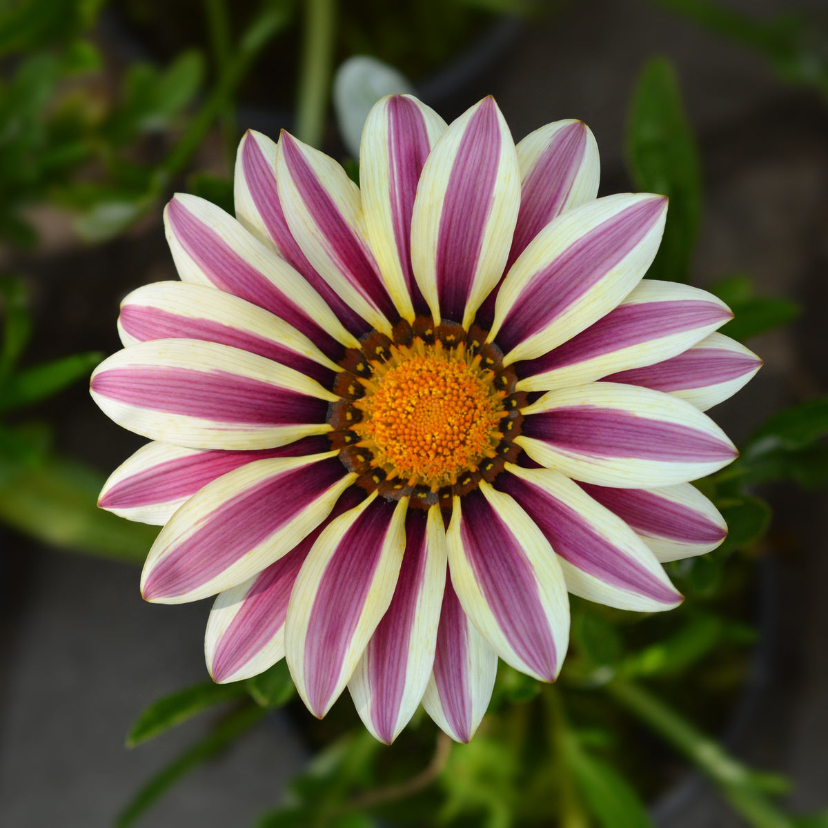 Gazania Big Kiss™ White Flame F1