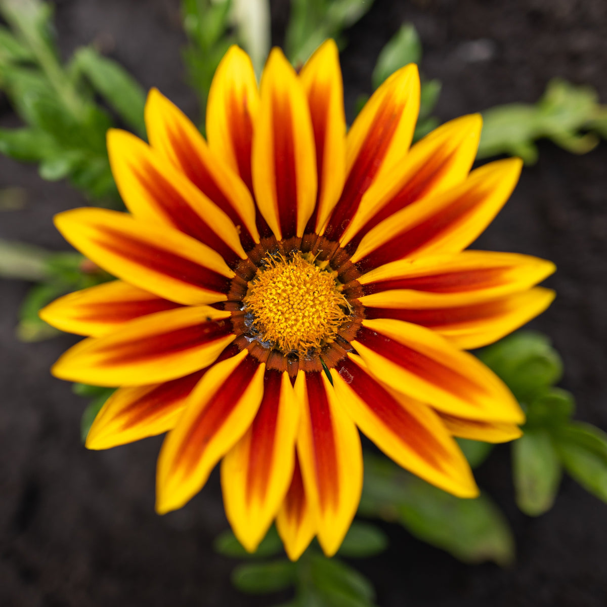 Photo de Gazania Big Kiss™ Yellow Flame F1. La couleur caractéristique est : bicolore jaune et rouge. Le visuel permet d’observer les contours, les teintes et la disposition des éléments présentés. Les détails de forme et les contrastes donnent un aperçu de l’apparence de cette plante ou de sa récolte.