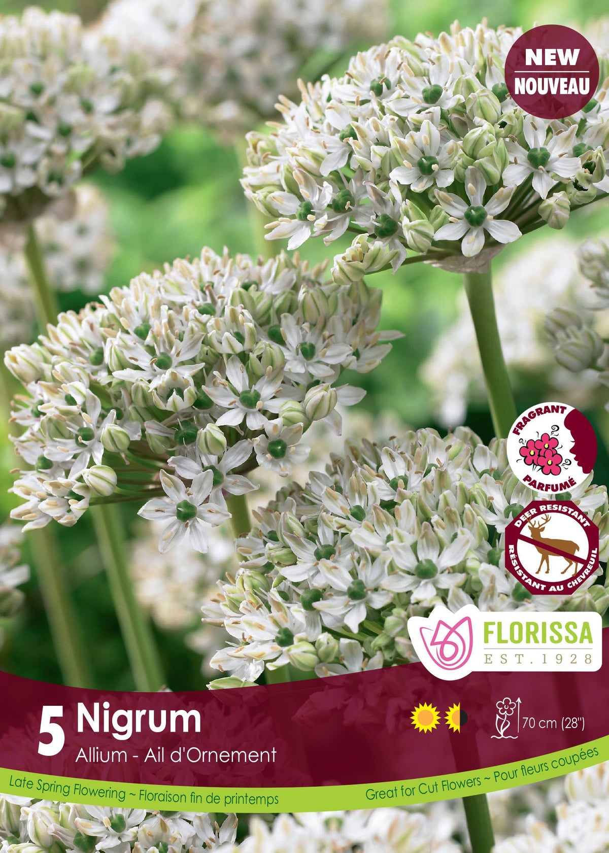 Ail ornemental nigrum ( Allium nigrum ) : des bouquets d’alliums blancs aux petits centres verdâtres. Le visuel Florissa présente la plante et son nom dans la partie inférieure de l’étiquette. La photographie occupe presque toute la surface, tandis que le bandeau du bas rassemble les indications du produit. Cette vue permet de reconnaître son apparence et de distinguer la variété présentée.