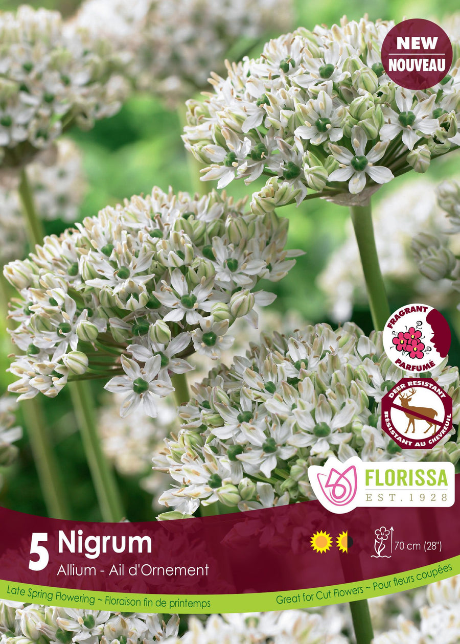 Ail ornemental nigrum (<em>Allium nigrum</em>)