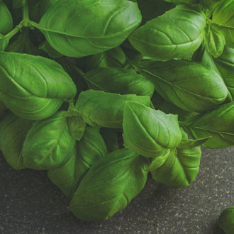 Organic 'Genovese' Basil Seeds by Gaia, product image prepared for Canadian gardeners.