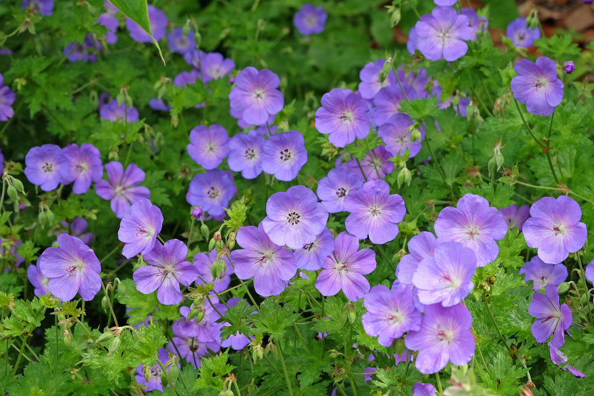 Geranium 'Rozanne'