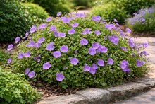 Geranium 'Rozanne'