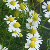 Organic German Chamomile Seeds by Gaia, product image prepared for Canadian gardeners.