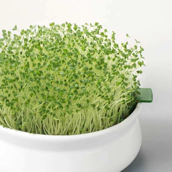 Chia microgreens