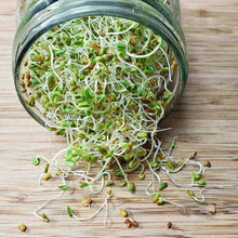 Cress microgreens