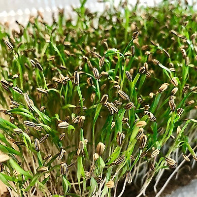 Fennel microgreens