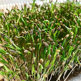 Image de Micropousse de fenouil ( Foeniculum vulgare ). Micropousse de fenouil est destiné à la production de jeunes pousses dans un plateau propre et adapté à la germination alimentaire. Son nom botanique est Foeniculum vulgare. La culture demande une répartition uniforme des graines, une humidité régulière et une bonne circulation d’air. Cette illustration aide à reconnaître le produit et les principales caractéristiques décrites pour Micropousse de fenouil ( Foeniculum vulgare ).