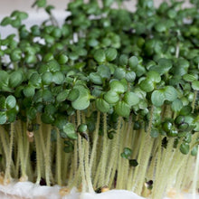 Mustard microgreens