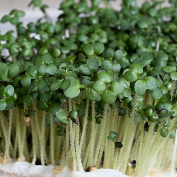Mustard microgreens