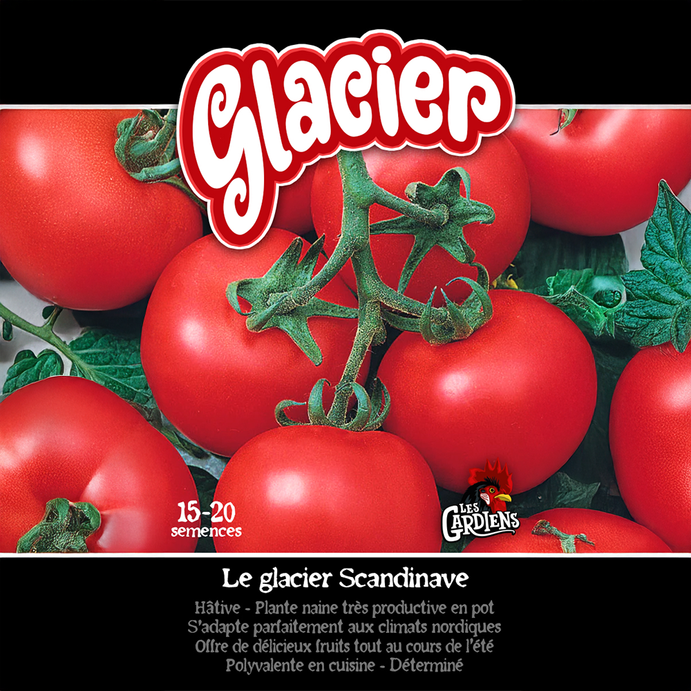 Glacier tomato (<em>Solanum lycopersicum</em> ‘Glacier’)