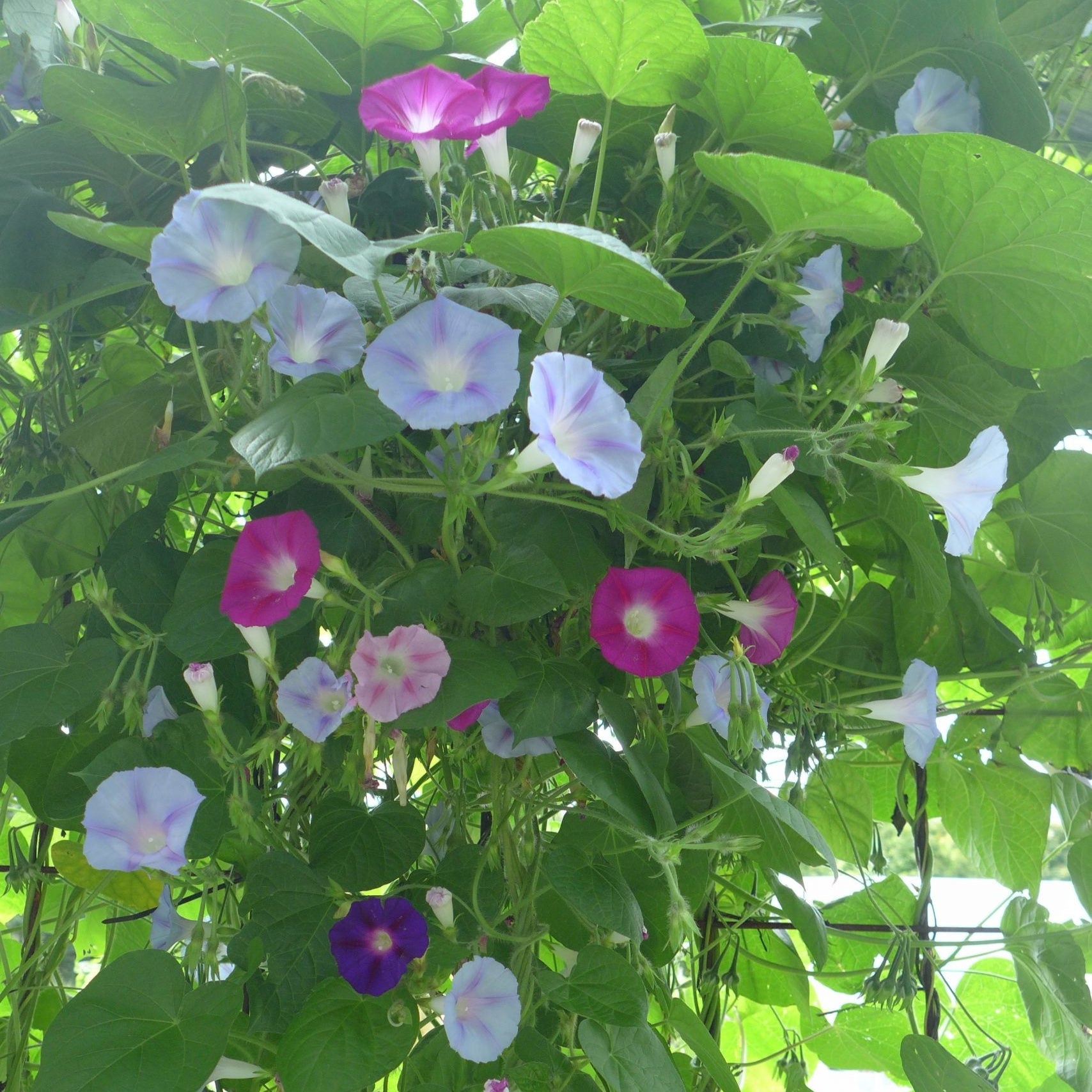 Gloires du matin ‘en mélange’ (<em>Ipomoea purpurea</em>)