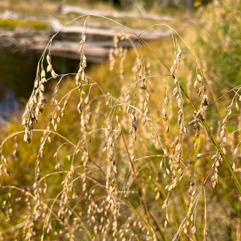 Glycérie du Canada, graminée indigène de milieu humide.
