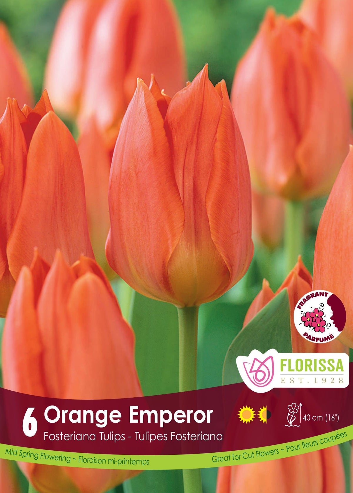 Tulipe Orange Emperor ( Tulipa ) : des tulipes orange aux pétales pointus. Le visuel Florissa présente la plante et son nom dans la partie inférieure de l’étiquette. La photographie occupe presque toute la surface, tandis que le bandeau du bas rassemble les indications du produit. Cette vue permet de reconnaître son apparence et de distinguer la variété présentée.
