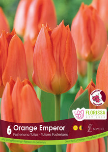 Tulipe Orange Emperor ( Tulipa ) : des tulipes orange aux pétales pointus. Le visuel Florissa présente la plante et son nom dans la partie inférieure de l’étiquette. La photographie occupe presque toute la surface, tandis que le bandeau du bas rassemble les indications du produit. Cette vue permet de reconnaître son apparence et de distinguer la variété présentée.