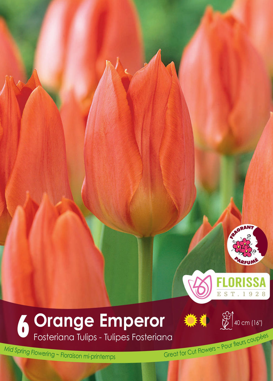 Tulipe Orange Emperor
