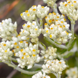 Fragrant cudweed, a native plant with grey-green foliage. Fragrant Cudweed (Pseudognaphalium obtusifolium) is an upright native annual with narrow leaves covered in silvery-grey hairs and a subtle aromatic fragrance. From late summer into fall, its branched stems carry small cream-white flower heads grouped into tight clusters. The papery bracts keep their appearance for a long time, extending the decorative display beyond flowering.