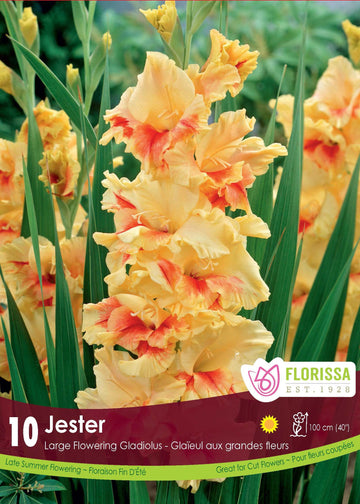 Glaïeul 'Jester'