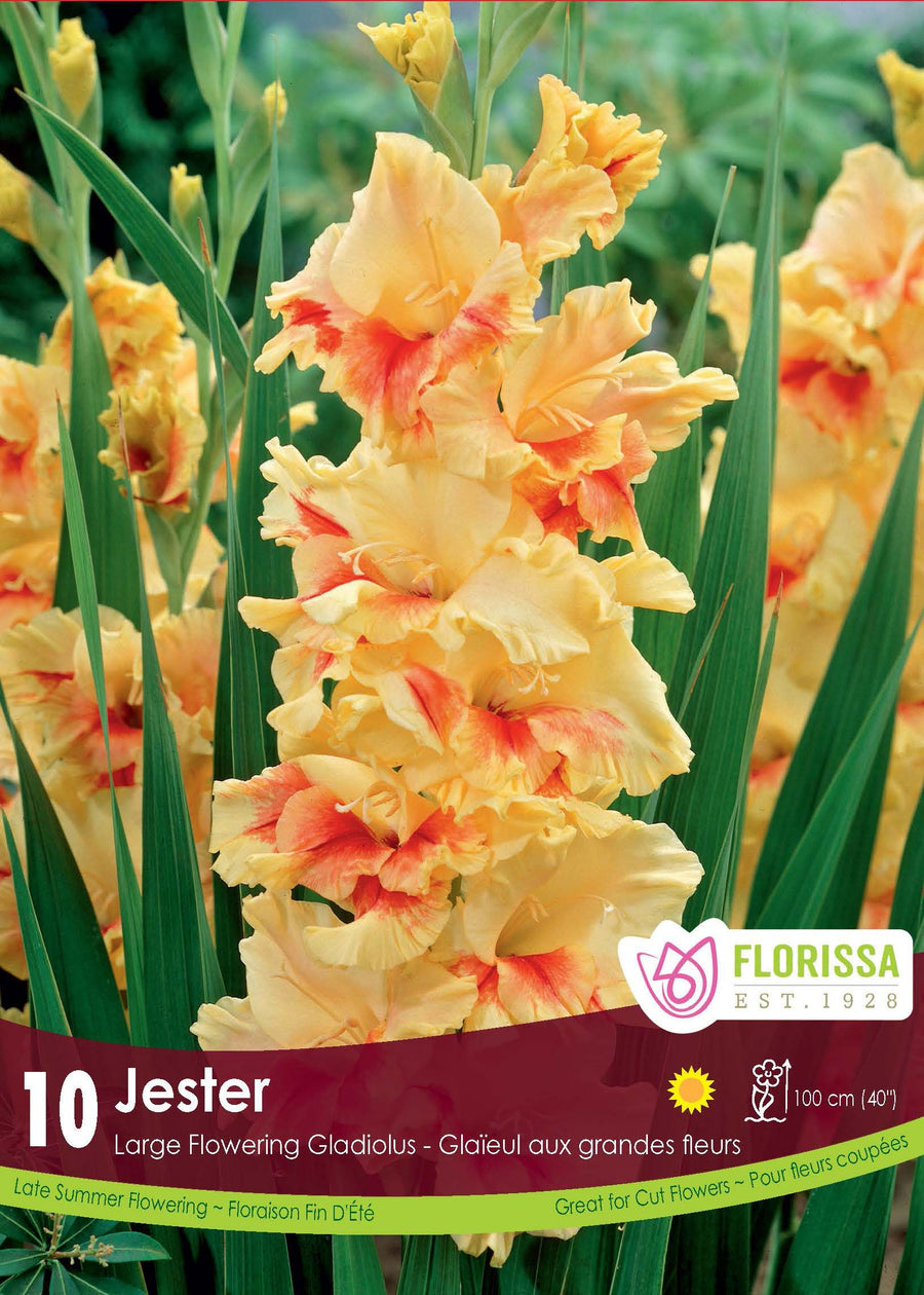 Glaïeul 'Jester'
