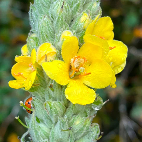 Common Mullein (Verbascum thapsus) – Seeds