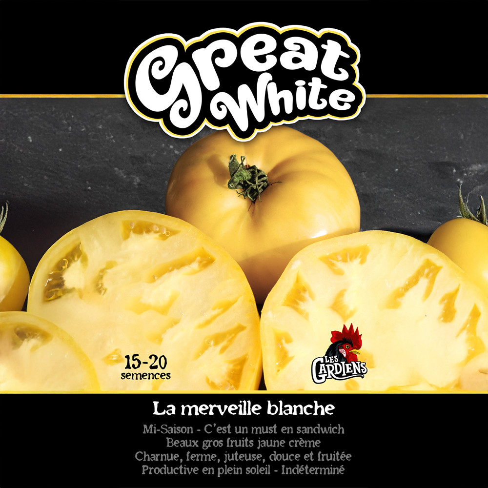 Great White tomato (<em>Solanum lycopersicum</em> ‘Great White’)