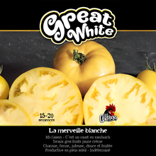 Great White tomato (<em>Solanum lycopersicum</em> ‘Great White’)