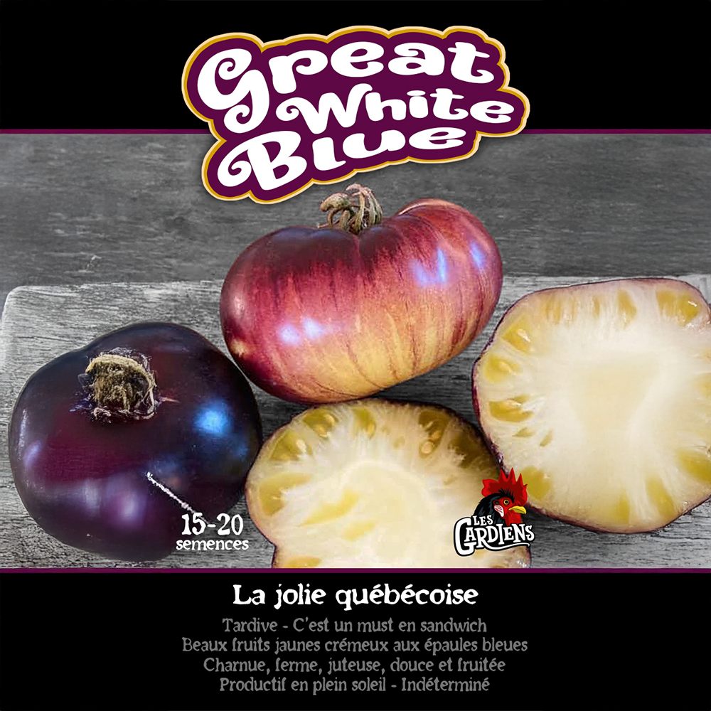 Great White Blue tomato (<em>Solanum lycopersicum</em> ‘Great White Blue’)