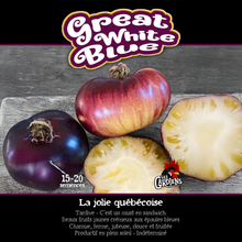 Great White Blue tomato (<em>Solanum lycopersicum</em> ‘Great White Blue’)