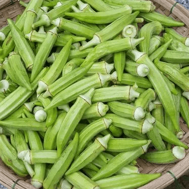 Okra 'Green Emerald' organic
