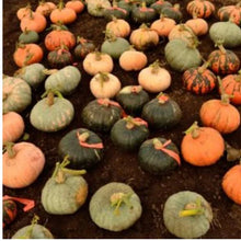 Squash Homestead GREX 