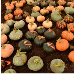 Courge 'Homestead Grex'