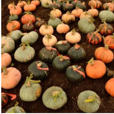 Courge 'Homestead Grex'