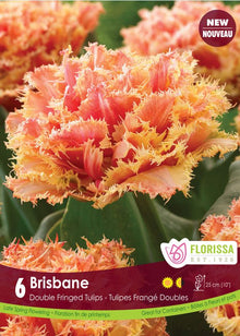 Tulipe Brisbane ( Tulipa ) : une tulipe double orange cuivré aux pétales très frangés. Le visuel Florissa présente la plante et son nom dans la partie inférieure de l’étiquette. La photographie occupe presque toute la surface, tandis que le bandeau du bas rassemble les indications du produit. Cette vue permet de reconnaître son apparence et de distinguer la variété présentée.
