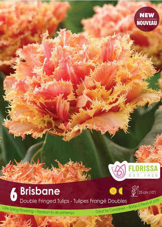 Brisbane’ Tulip: a coppery-orange double tulip with heavily fringed petals.