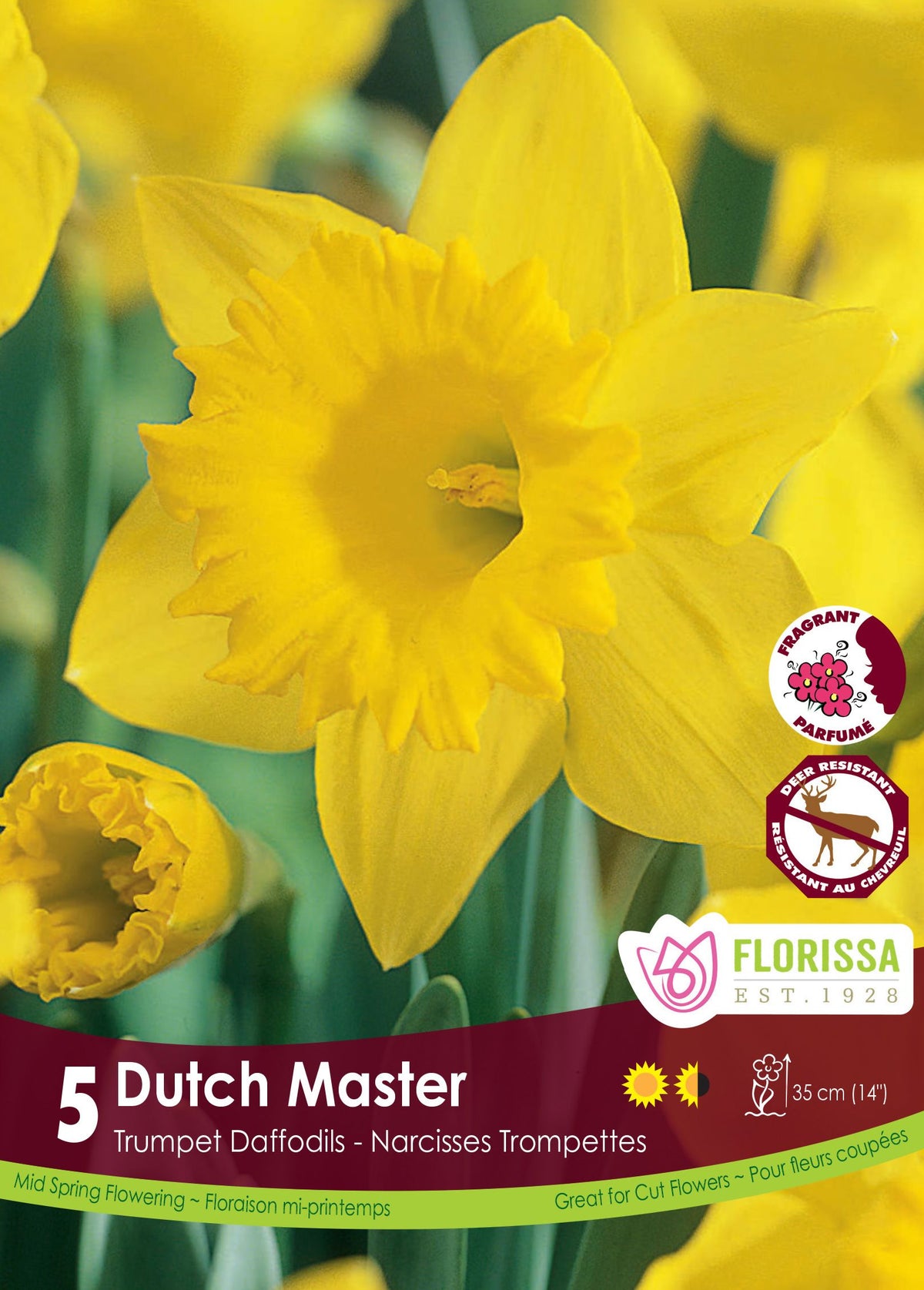 Narcisse Dutch Master ( Narcissus ) : un narcisse jaune vif à longue trompette. Le visuel Florissa présente la plante et son nom dans la partie inférieure de l’étiquette. La photographie occupe presque toute la surface, tandis que le bandeau du bas rassemble les indications du produit. Cette vue permet de reconnaître son apparence et de distinguer la variété présentée.