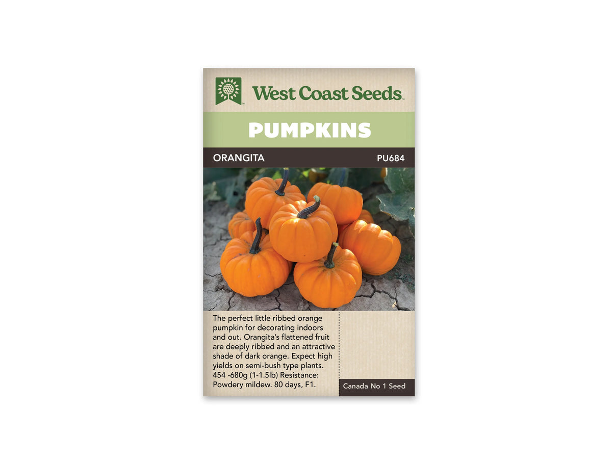 Sachet Orangita de West Coast Seeds avec une bande vert pâle et le nom sur fond sombre. La photo montre un groupe de petites citrouilles orange, aplaties et fortement côtelées, munies de pédoncules foncés. Elles sont réunies sur une terre sèche et fissurée, avec des feuilles en arrière-plan. Une zone beige portant du texte apparaît sous la photo.