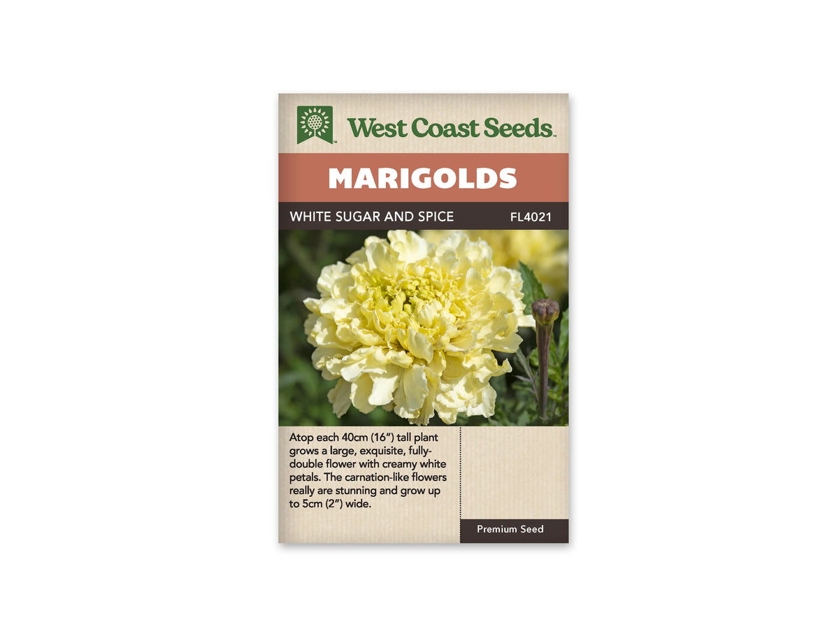 Sachet White Sugar and Spice de West Coast Seeds sur fond blanc. Une grande fleur double crème à jaune très pâle occupe le centre de la photo. Ses nombreux pétales forment une masse ronde, plus serrée au cœur. Un bouton brunâtre se voit à droite, près de feuilles vert foncé découpées. Le bandeau orange porte Marigolds.