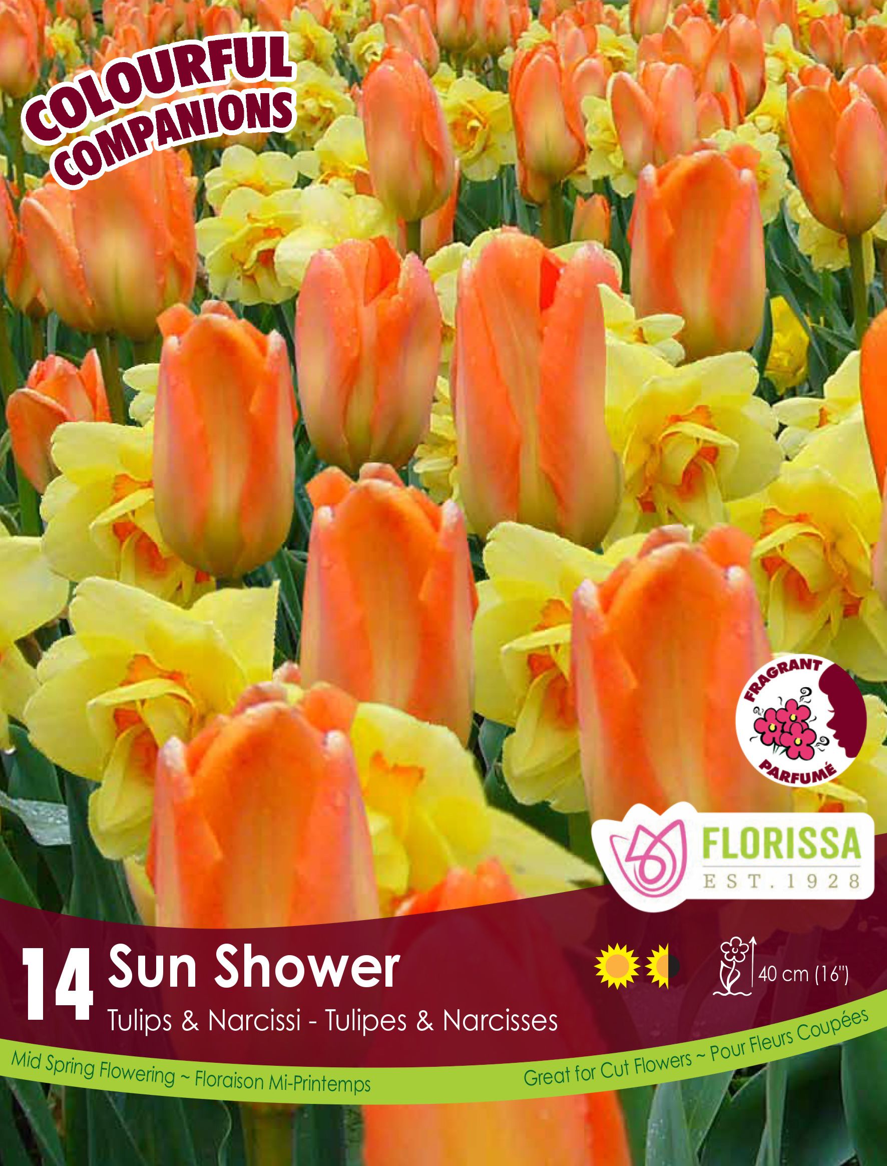 Tulip and daffodil mix (<em>Tulipa</em> and <em>Narcissus</em>) ‘Sun Shower’