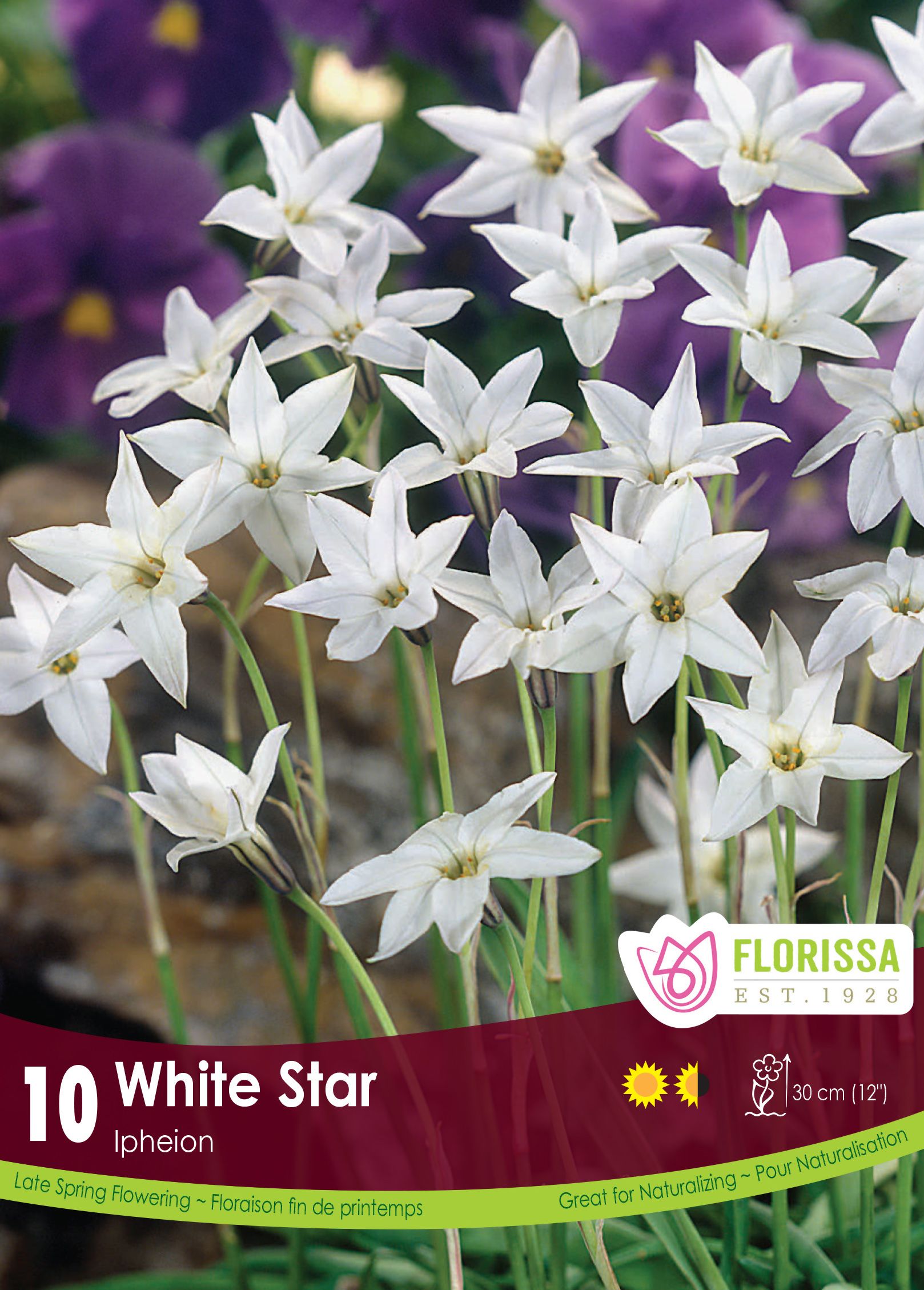 Étoile de printemps (<em>Ipheion uniflorum</em> ‘White Star’)