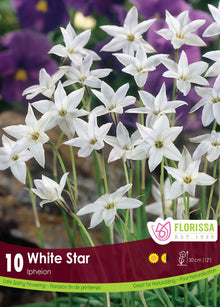 Étoile de printemps (<em>Ipheion uniflorum</em> ‘White Star’)