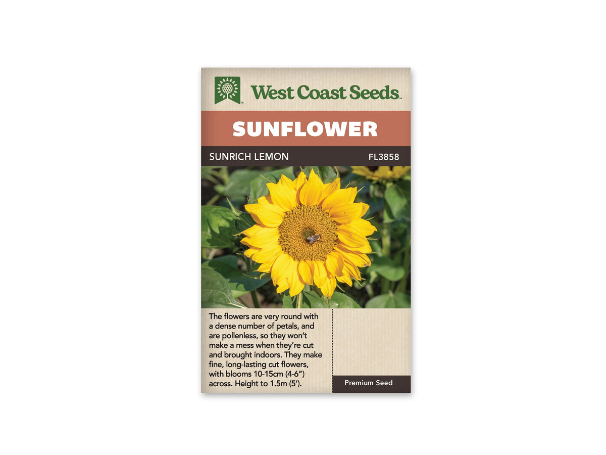 Sachet beige de semences Sunrich Lemon avec bandeau terre cuite et nom sur fond brun. Une fleur jaune est photographiée de face, avec des pétales superposés autour d'un disque doré. Un petit insecte se trouve près du centre. De larges feuilles vertes et quelques fleurs moins nettes composent l'arrière-plan de cette photographie prise au jardin.