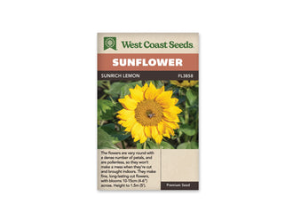 Sachet beige de semences Sunrich Lemon avec bandeau terre cuite et nom sur fond brun. Une fleur jaune est photographiée de face, avec des pétales superposés autour d'un disque doré. Un petit insecte se trouve près du centre. De larges feuilles vertes et quelques fleurs moins nettes composent l'arrière-plan de cette photographie prise au jardin.