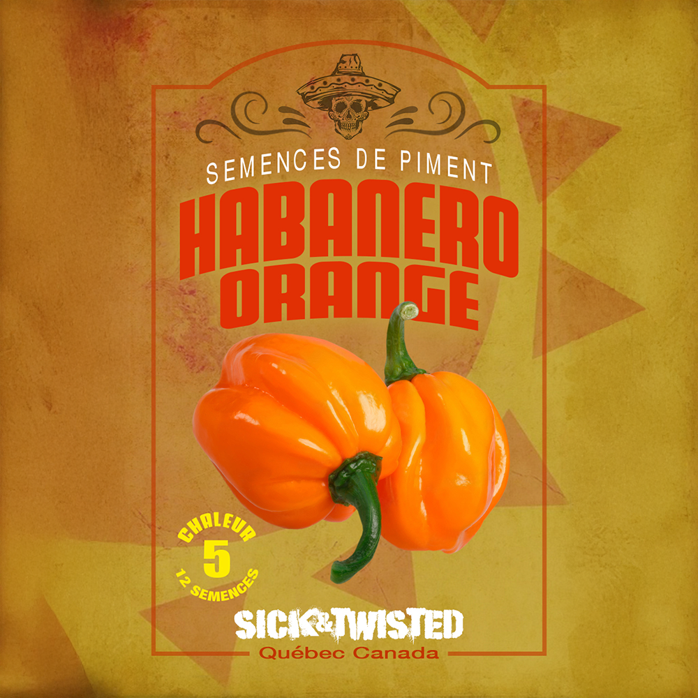 Orange Habanero hot pepper (<em>Capsicum chinense</em>)