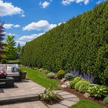 Thuja occidentalis 'Nigra'