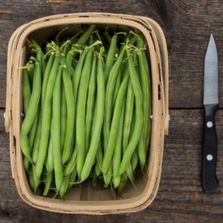 Haricot vert 'Antigua Bush' bio