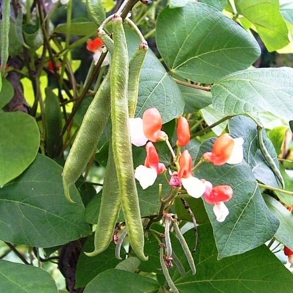 'Painted Lady' Runner Bean