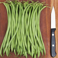 Organic ‘Maxibel’ filet bush bean (<em>Phaseolus vulgaris</em> ‘Maxibel’)